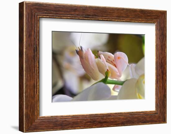 Praying Mantis, Orchid Mantis, Attack Position-Harald Kroiss-Framed Photographic Print