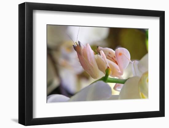 Praying Mantis, Orchid Mantis, Attack Position-Harald Kroiss-Framed Photographic Print