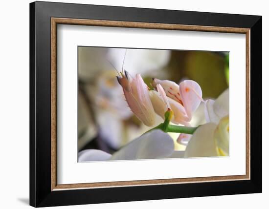 Praying Mantis, Orchid Mantis, Attack Position-Harald Kroiss-Framed Photographic Print