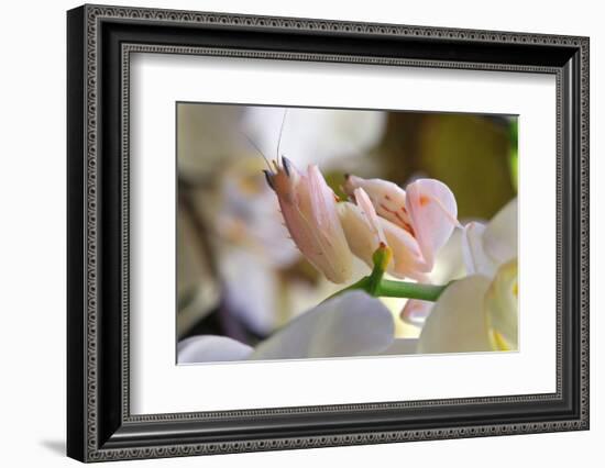 Praying Mantis, Orchid Mantis, Attack Position-Harald Kroiss-Framed Photographic Print