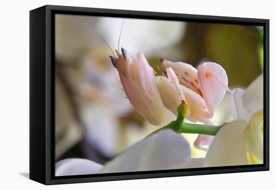 Praying Mantis, Orchid Mantis, Attack Position-Harald Kroiss-Framed Premier Image Canvas