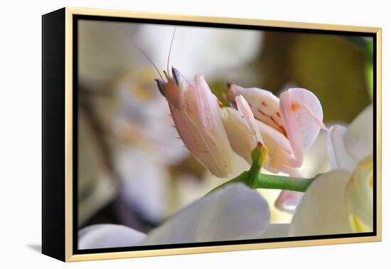 Praying Mantis, Orchid Mantis, Attack Position-Harald Kroiss-Framed Premier Image Canvas