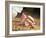 Praying Mantis, Orchid Mantis, Attack Position-Harald Kroiss-Framed Photographic Print