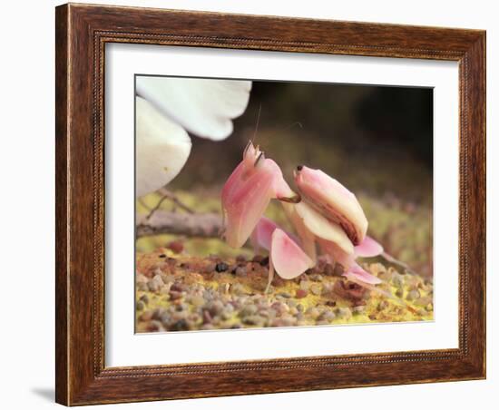 Praying Mantis, Orchid Mantis, Attack Position-Harald Kroiss-Framed Photographic Print