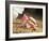 Praying Mantis, Orchid Mantis, Attack Position-Harald Kroiss-Framed Photographic Print