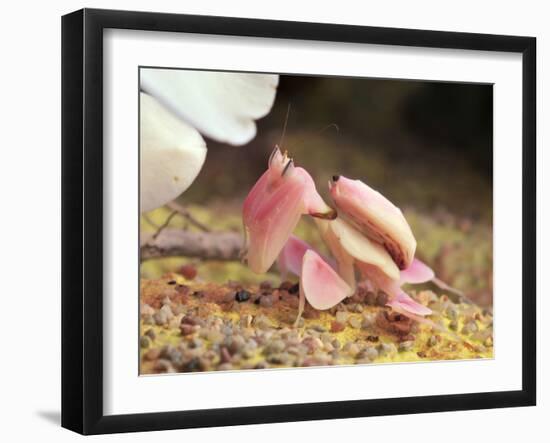 Praying Mantis, Orchid Mantis, Attack Position-Harald Kroiss-Framed Photographic Print