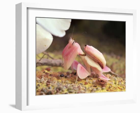 Praying Mantis, Orchid Mantis, Attack Position-Harald Kroiss-Framed Photographic Print