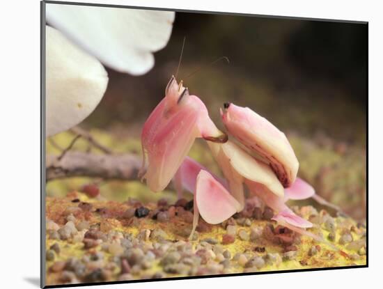 Praying Mantis, Orchid Mantis, Attack Position-Harald Kroiss-Mounted Photographic Print