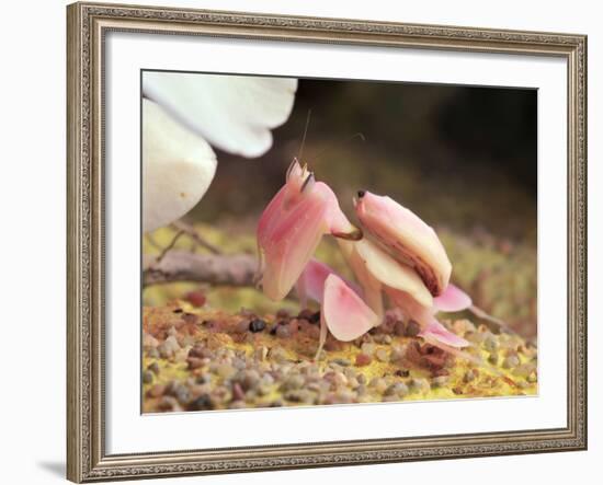 Praying Mantis, Orchid Mantis, Attack Position-Harald Kroiss-Framed Photographic Print