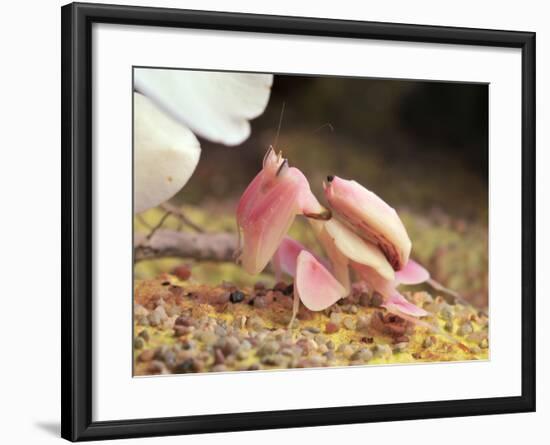 Praying Mantis, Orchid Mantis, Attack Position-Harald Kroiss-Framed Photographic Print