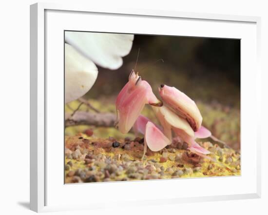 Praying Mantis, Orchid Mantis, Attack Position-Harald Kroiss-Framed Photographic Print