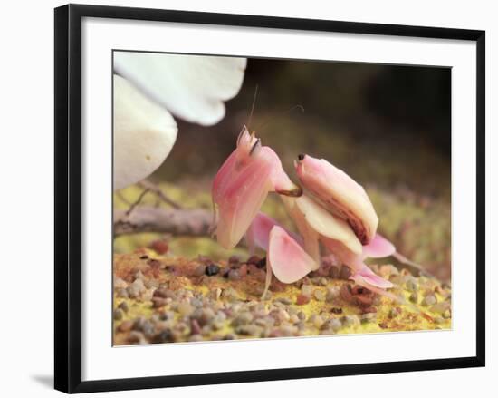 Praying Mantis, Orchid Mantis, Attack Position-Harald Kroiss-Framed Photographic Print