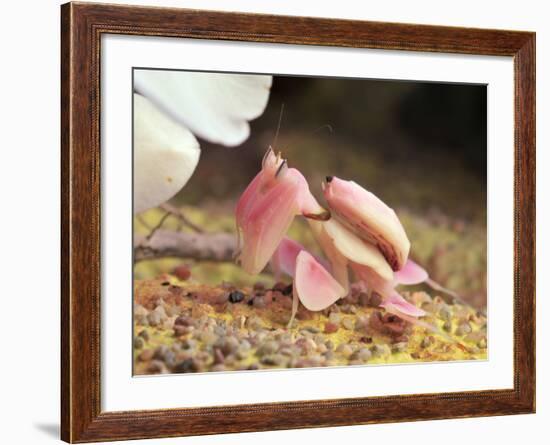 Praying Mantis, Orchid Mantis, Attack Position-Harald Kroiss-Framed Photographic Print