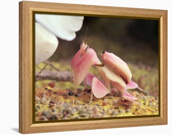 Praying Mantis, Orchid Mantis, Attack Position-Harald Kroiss-Framed Premier Image Canvas