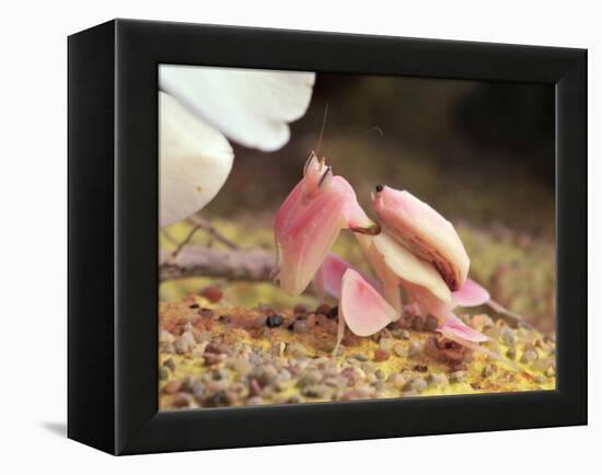 Praying Mantis, Orchid Mantis, Attack Position-Harald Kroiss-Framed Premier Image Canvas