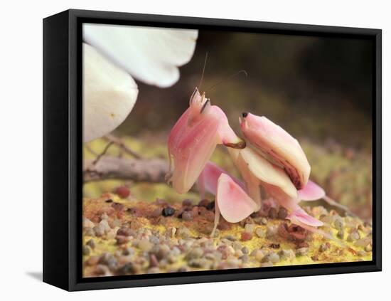 Praying Mantis, Orchid Mantis, Attack Position-Harald Kroiss-Framed Premier Image Canvas