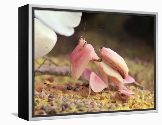 Praying Mantis, Orchid Mantis, Attack Position-Harald Kroiss-Framed Premier Image Canvas