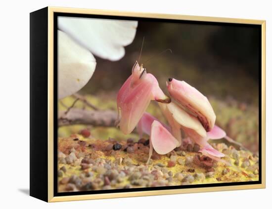 Praying Mantis, Orchid Mantis, Attack Position-Harald Kroiss-Framed Premier Image Canvas
