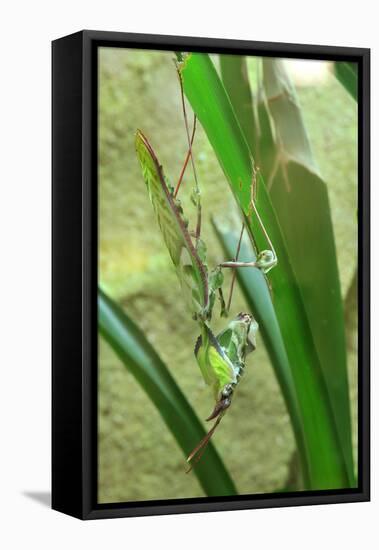 Praying Mantis, Upside Down on Plant-Harald Kroiss-Framed Premier Image Canvas