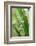 Praying Mantis, Upside Down on Plant-Harald Kroiss-Framed Photographic Print