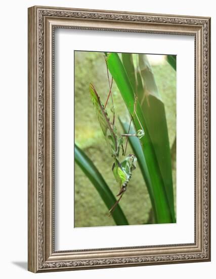 Praying Mantis, Upside Down on Plant-Harald Kroiss-Framed Photographic Print