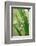 Praying Mantis, Upside Down on Plant-Harald Kroiss-Framed Photographic Print