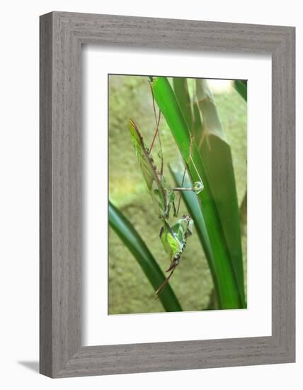 Praying Mantis, Upside Down on Plant-Harald Kroiss-Framed Photographic Print