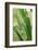 Praying Mantis, Upside Down on Plant-Harald Kroiss-Framed Photographic Print