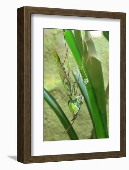 Praying Mantis, Upside Down on Plant-Harald Kroiss-Framed Photographic Print