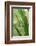 Praying Mantis, Upside Down on Plant-Harald Kroiss-Framed Photographic Print