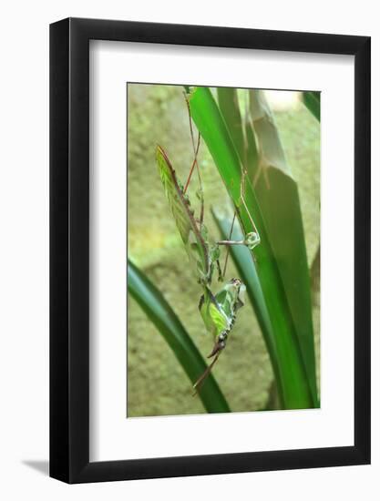 Praying Mantis, Upside Down on Plant-Harald Kroiss-Framed Photographic Print