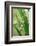 Praying Mantis, Upside Down on Plant-Harald Kroiss-Framed Photographic Print