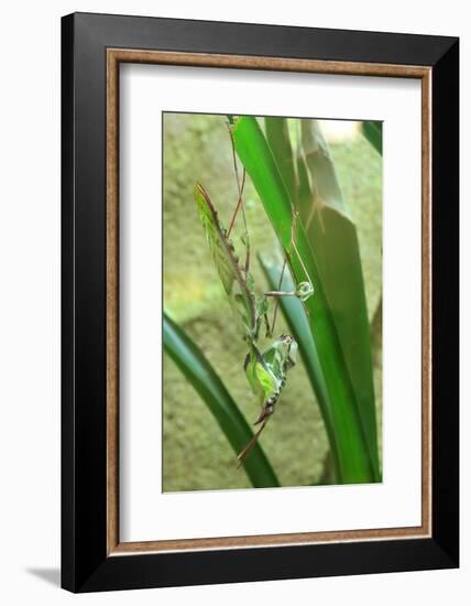 Praying Mantis, Upside Down on Plant-Harald Kroiss-Framed Photographic Print