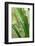 Praying Mantis, Upside Down on Plant-Harald Kroiss-Framed Photographic Print