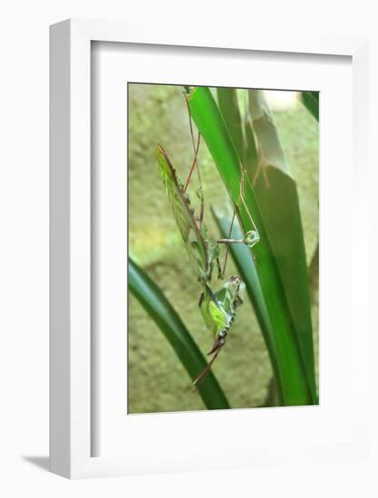 Praying Mantis, Upside Down on Plant-Harald Kroiss-Framed Photographic Print