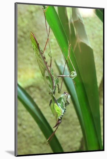 Praying Mantis, Upside Down on Plant-Harald Kroiss-Mounted Photographic Print