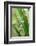 Praying Mantis, Upside Down on Plant-Harald Kroiss-Framed Photographic Print