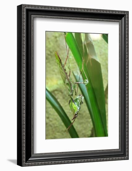 Praying Mantis, Upside Down on Plant-Harald Kroiss-Framed Photographic Print