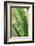 Praying Mantis, Upside Down on Plant-Harald Kroiss-Framed Photographic Print