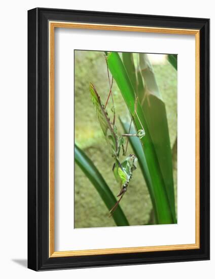 Praying Mantis, Upside Down on Plant-Harald Kroiss-Framed Photographic Print