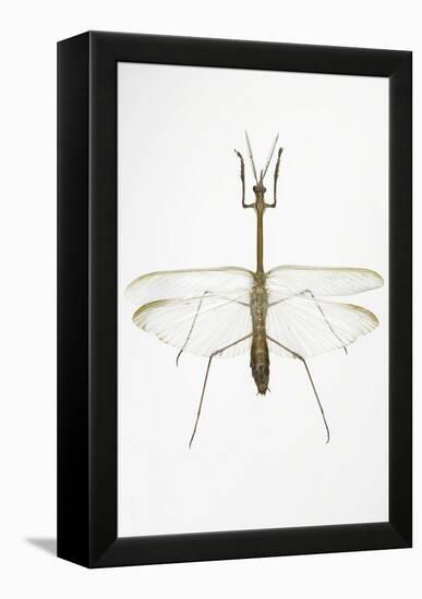 Praying Mantis-Lawrence Lawry-Framed Premier Image Canvas