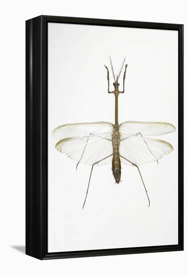 Praying Mantis-Lawrence Lawry-Framed Premier Image Canvas