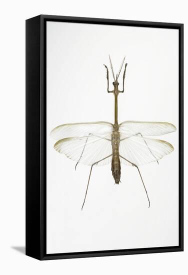 Praying Mantis-Lawrence Lawry-Framed Premier Image Canvas