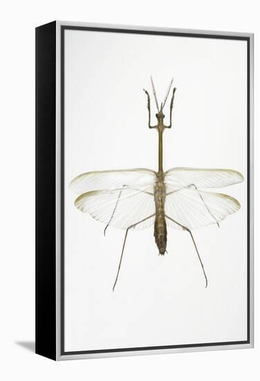 Praying Mantis-Lawrence Lawry-Framed Premier Image Canvas