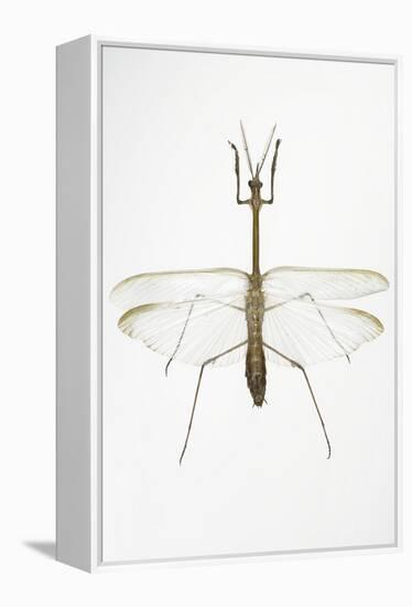 Praying Mantis-Lawrence Lawry-Framed Premier Image Canvas