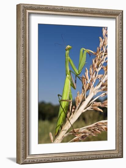 Praying Mantis-Paul Harcourt Davies-Framed Photographic Print