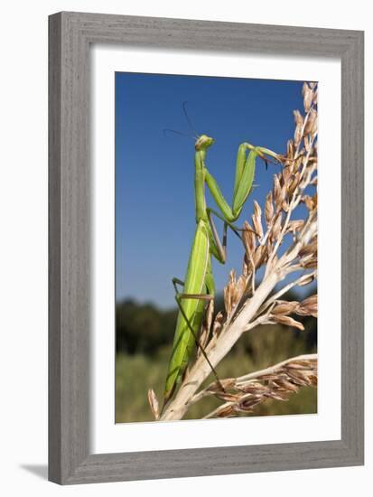 Praying Mantis-Paul Harcourt Davies-Framed Photographic Print