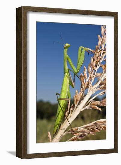 Praying Mantis-Paul Harcourt Davies-Framed Photographic Print