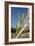 Praying Mantis-Paul Harcourt Davies-Framed Photographic Print