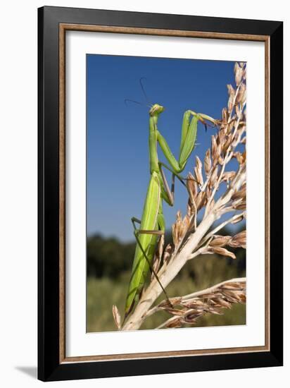 Praying Mantis-Paul Harcourt Davies-Framed Photographic Print